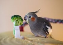 Comment choisir une bonne nourriture pour oiseaux