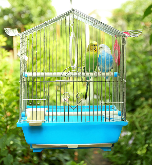 Comment choisir une bonne cage pour perroquet